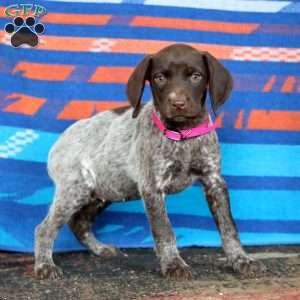 Kia, German Shorthaired Pointer Puppy