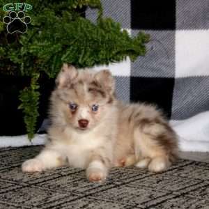 Kia, Pomsky Puppy