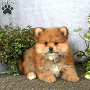 Kia, Yorkie Mix Puppy