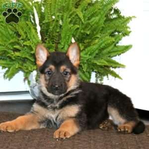 Kia, German Shepherd Puppy