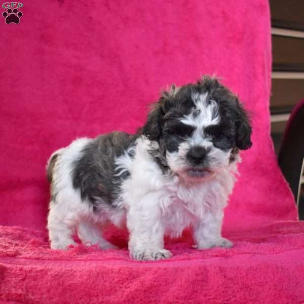 Kibbles, Teddy Bear Puppy