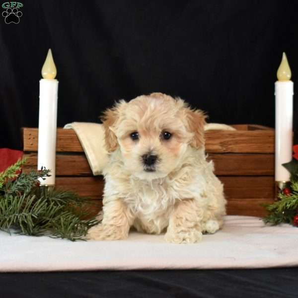 Kibbles, Maltipoo Puppy