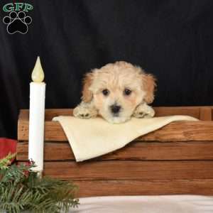 Kibbles, Maltipoo Puppy