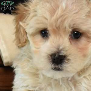 Kibbles, Maltipoo Puppy