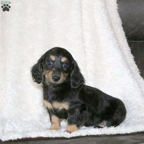 Kida, Dachshund Puppy