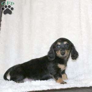 Kida, Dachshund Puppy
