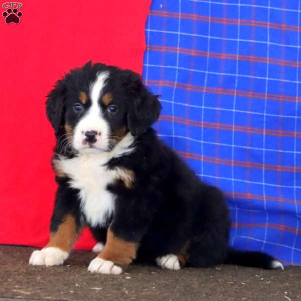 Kierra, Bernese Mountain Dog Puppy