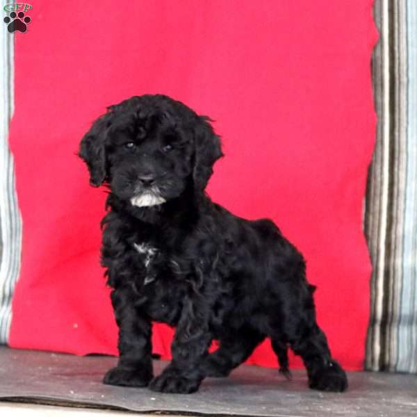 Kierra, Cockapoo Puppy