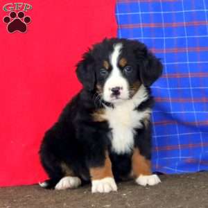 Kierra, Bernese Mountain Dog Puppy