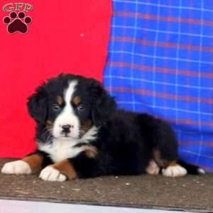 Kierra, Bernese Mountain Dog Puppy