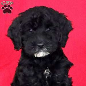 Kierra, Cockapoo Puppy