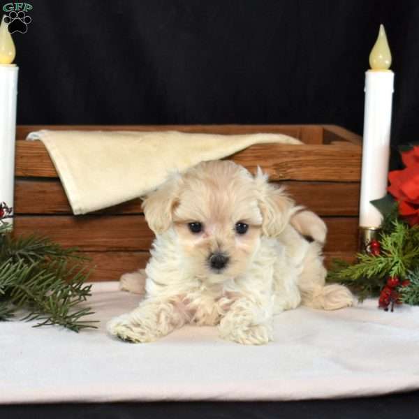Kiki, Maltipoo Puppy