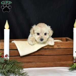 Kiki, Maltipoo Puppy