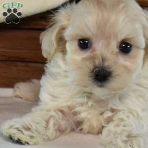 Kiki, Maltipoo Puppy
