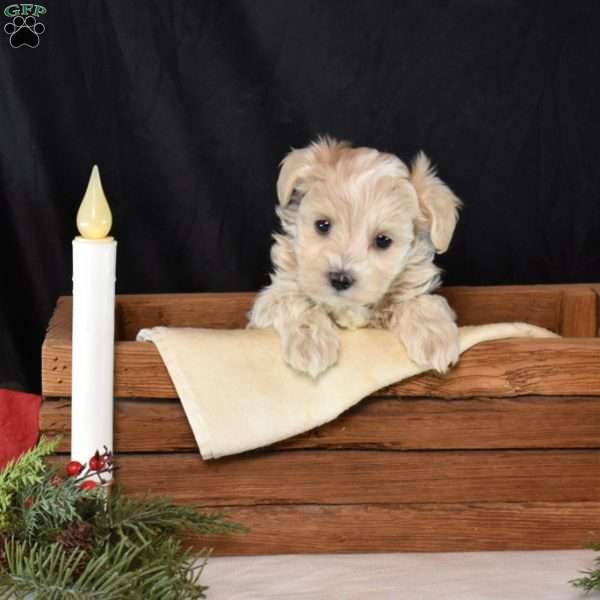 Kiley, Maltipoo Puppy