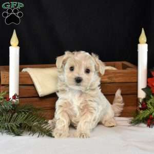 Kiley, Maltipoo Puppy