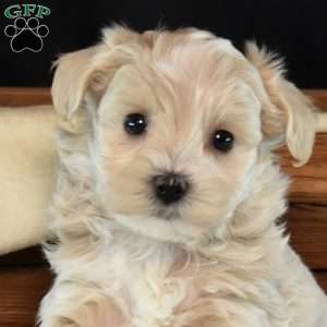 Kiley, Maltipoo Puppy