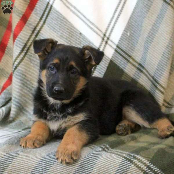 King, German Shepherd Puppy