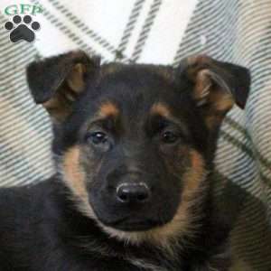 King, German Shepherd Puppy
