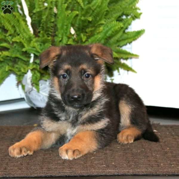 King, German Shepherd Puppy