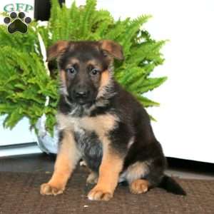 King, German Shepherd Puppy