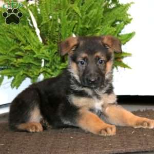 King, German Shepherd Puppy