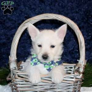 Kingston, West Highland Terrier Puppy