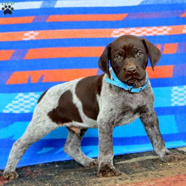 Kip, German Shorthaired Pointer Puppy