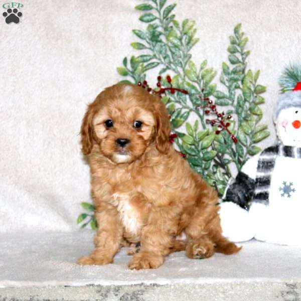 Kip, Cavapoo Puppy