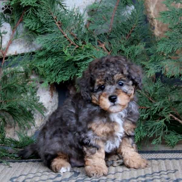 Kip, Miniature Poodle Puppy