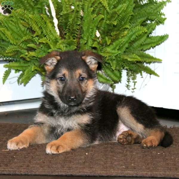 Kip, German Shepherd Puppy