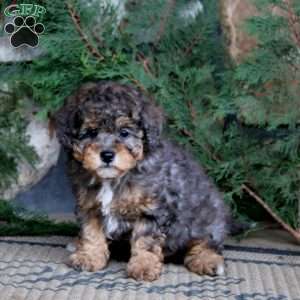 Kip, Miniature Poodle Puppy