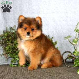 Kip, Yorkie Mix Puppy