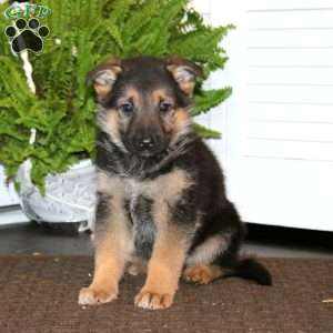 Kip, German Shepherd Puppy