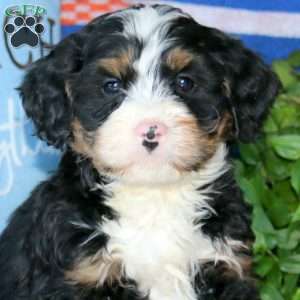Kip, Bernedoodle Puppy