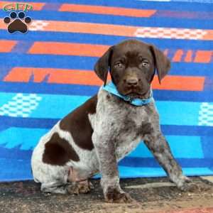 Kip, German Shorthaired Pointer Puppy