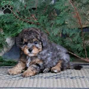 Kip, Miniature Poodle Puppy