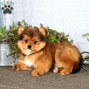 Kip, Yorkie Mix Puppy