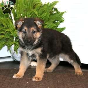Kip, German Shepherd Puppy