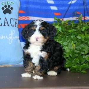 Kip, Bernedoodle Puppy
