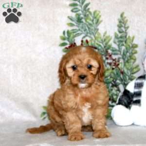 Kip, Cavapoo Puppy