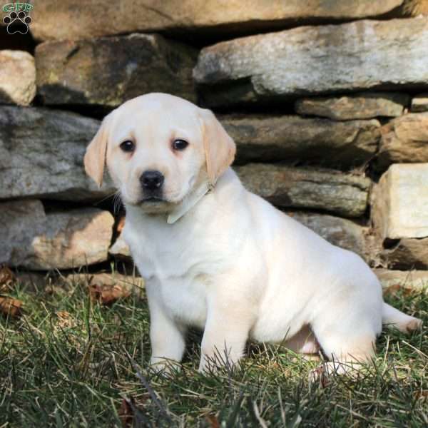 Kira, Yellow Labrador Retriever Puppy