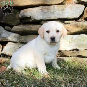 Kira, Yellow Labrador Retriever Puppy