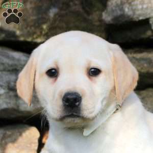 Kira, Yellow Labrador Retriever Puppy