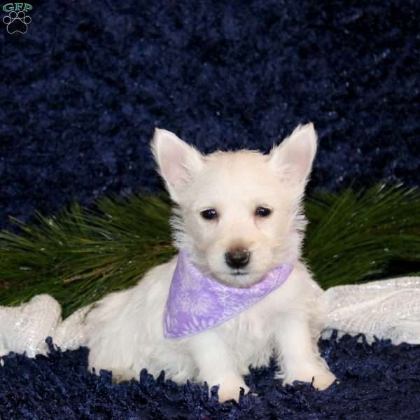 Kira, West Highland Terrier Puppy