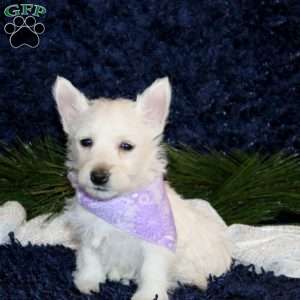 Kira, West Highland Terrier Puppy