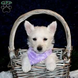 Kira, West Highland Terrier Puppy