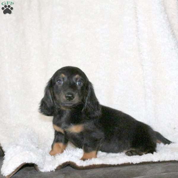 Kirk, Dachshund Puppy