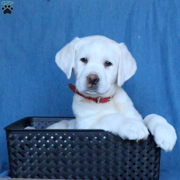 Kit Kat, Yellow Labrador Retriever Puppy