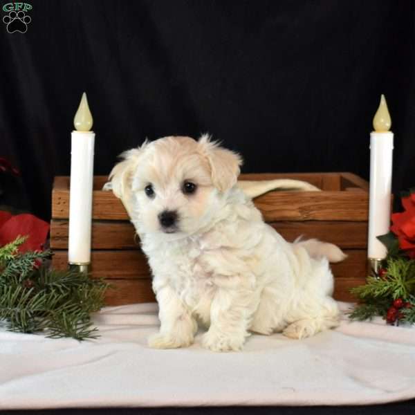 Kodiak, Maltipoo Puppy
